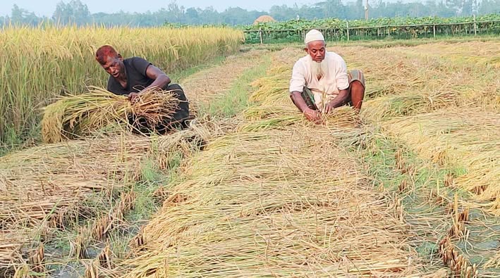 শেরপুরে ধানের বাম্পার ফলন হলেও ন্যায্য মূল্য না পাওয়ায় দুশ্চিন্তায় কৃষক