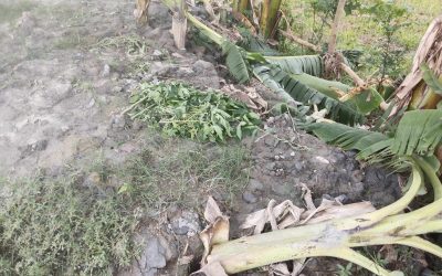 পেপে ও কলা গাছের সাথে এ কেমন শত্রুতা
