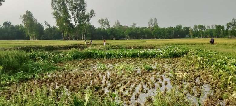 গাইবান্ধায় আঙ্গুর আলীর সর্বনাশ, জমির ধান কেটে নিলো প্রতিপক্ষরা