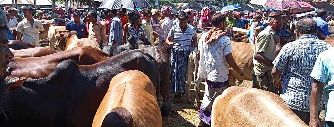 হাটোত ম্যালা গরু-ছাগোল উঠচে খালি ঘুরিফিরি দ্যাকে