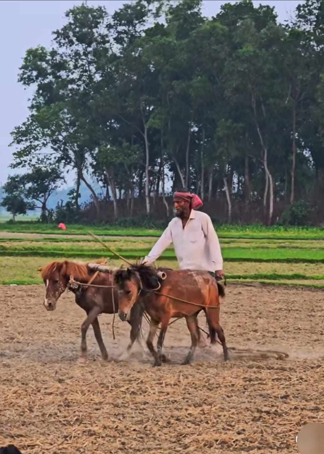 নবীনগরে ঘোড়া দিয়ে হালচাষে সংসার চলে সাত্তারের