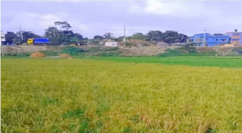 নবীনগরে এক চারাতে দুইবার ধান,  কৃষকের মুখে হাসি