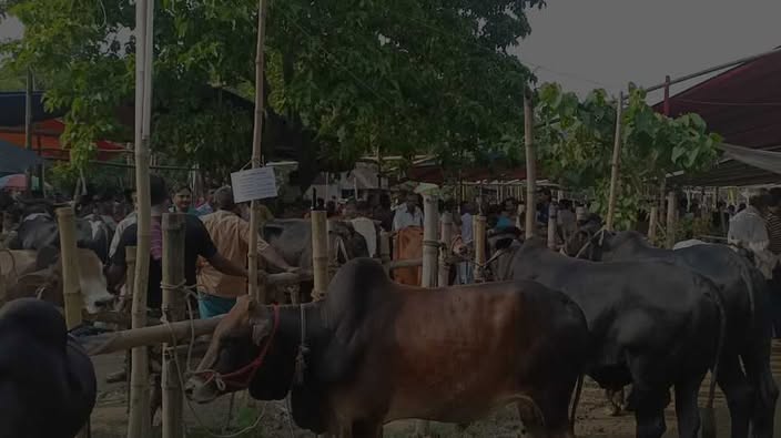 চরভদ্রাসনে শেষ মুহূর্তে জমে উঠেছে কোরবানির পশুর হাট