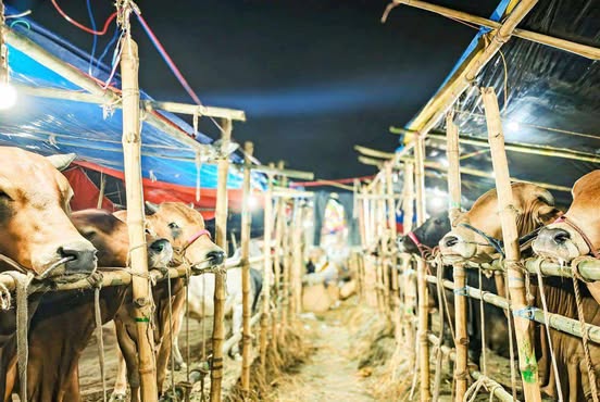 ব্যর্থ সমাজ