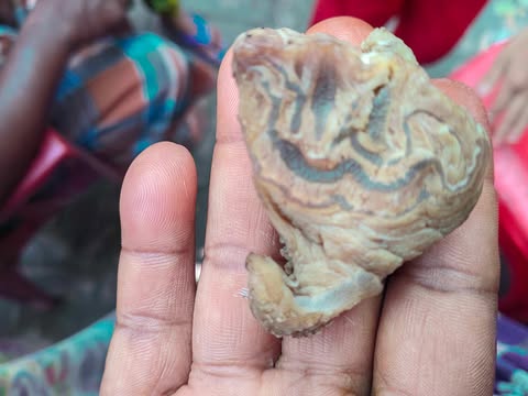 মনিরামপুরে গোস্তোর টুকরায় আল্লাহু সদৃশ্য লেখা, দেখতে শত শত মানুষের ভিড়।
