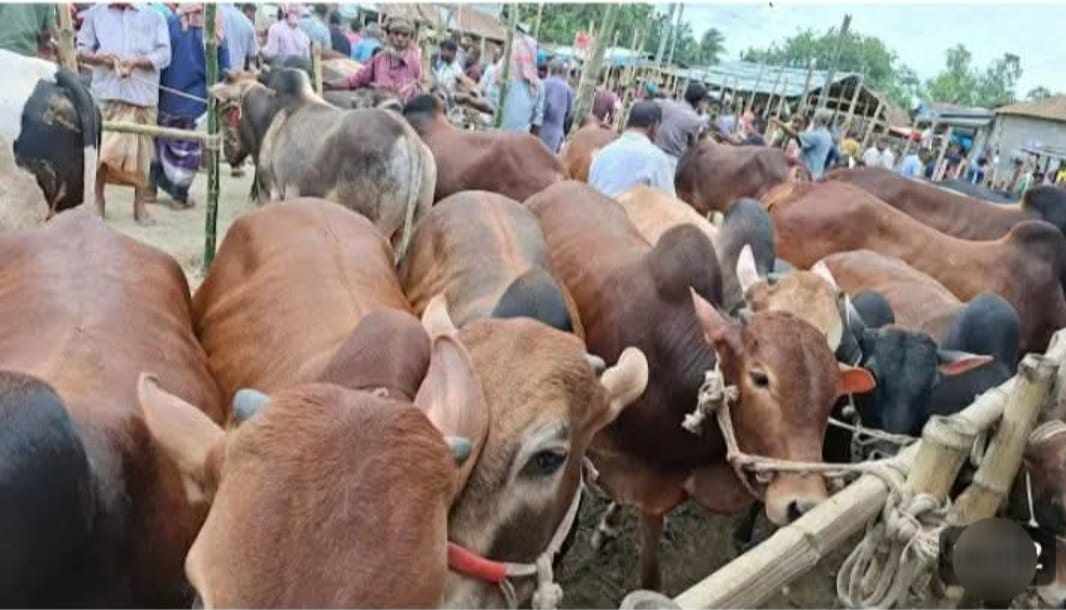 নবীনগরে বৃষ্টিকে উপেক্ষা করে জমে উঠেছে কোরবানির পশুর হাট