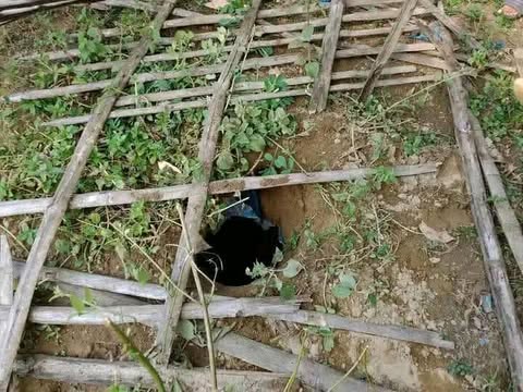 রাণীশংকৈলে কবর থেকে ১০টি কঙ্কাল উধাও