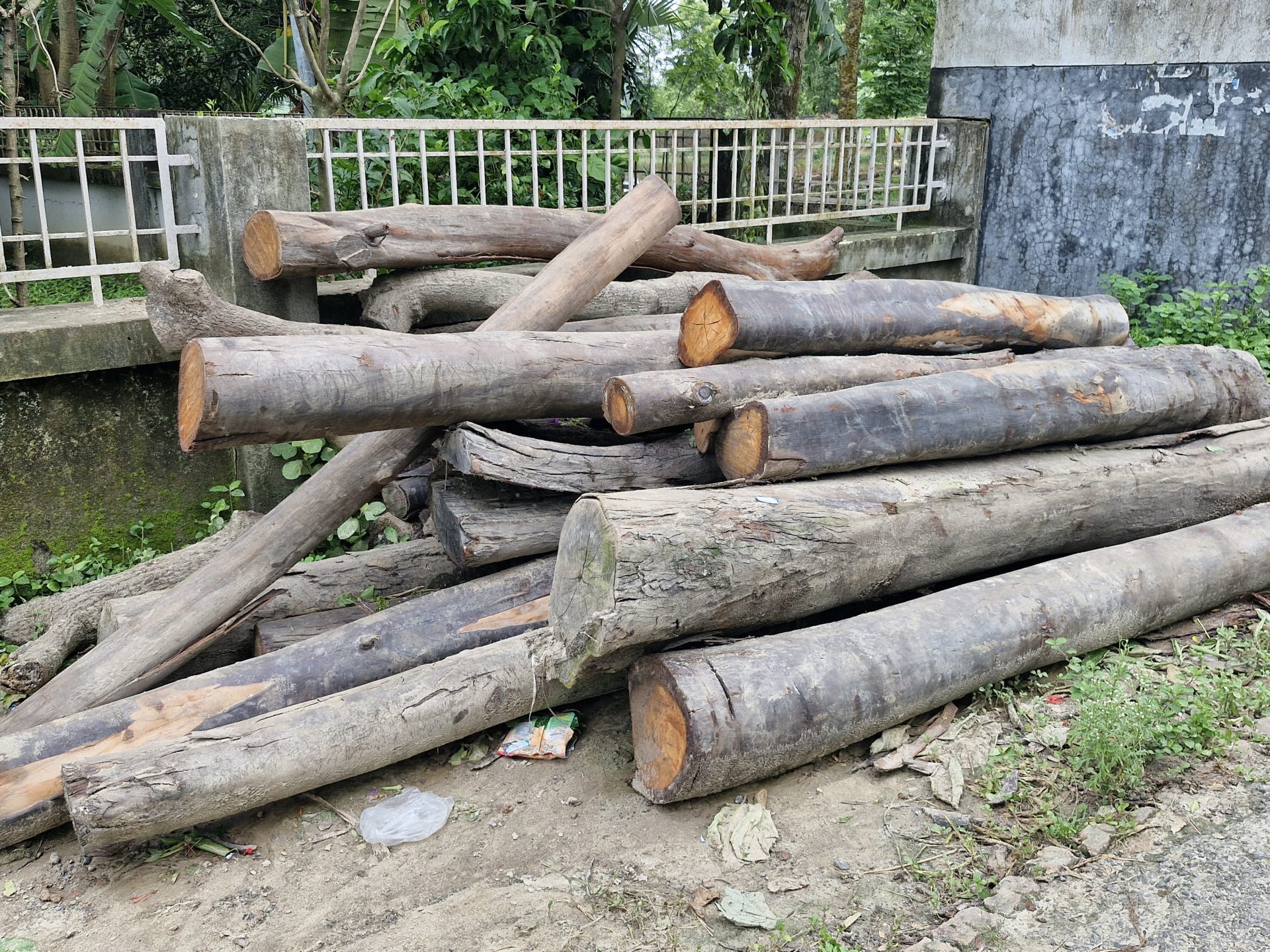 জোরপূর্বক কাটা সরকারি গাছ উদ্বার হলেও দেড় মাসে নেয়া হয়নি ব্যবস্থা