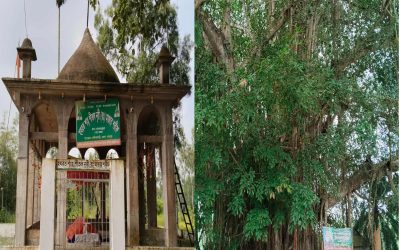 নালিতাবাড়ী উপজেলার রামচন্দ্রকুড়া ইউনিয়নে প্রায় ৫০০ বছর পুরোনো বট গাছ মাথা উঁচু করে দাড়িয়ে আছে