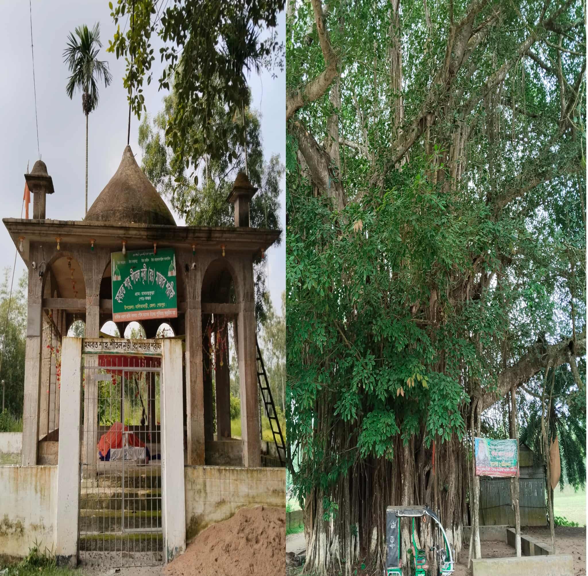 নালিতাবাড়ী উপজেলার রামচন্দ্রকুড়া ইউনিয়নে প্রায় ৫০০ বছর পুরোনো বট গাছ মাথা উঁচু করে দাড়িয়ে আছে