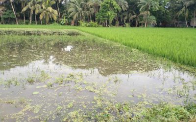 মনিরামপুরে আমন ধান পানির নিচে কৃষকদের মাথায় হাত