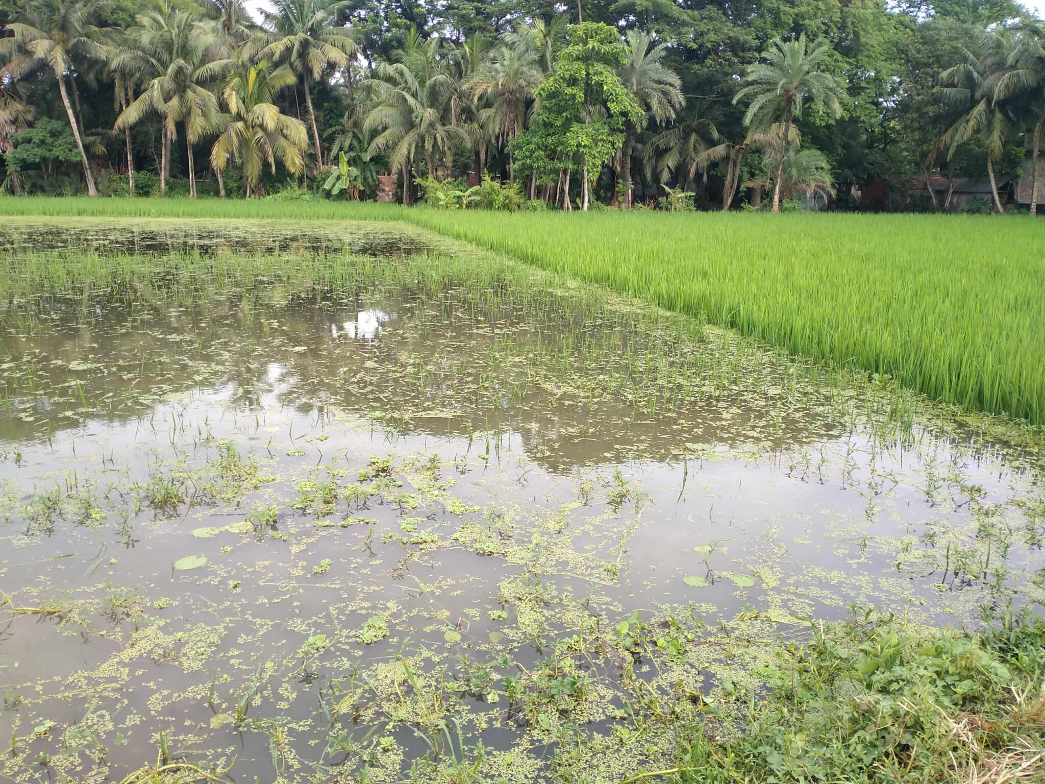 মনিরামপুরে আমন ধান পানির নিচে কৃষকদের মাথায় হাত