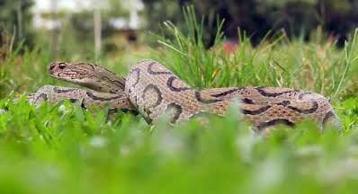 ঝিনাইদহের কোটচাঁদপুর সাপের কামড়ের মৃত্যু