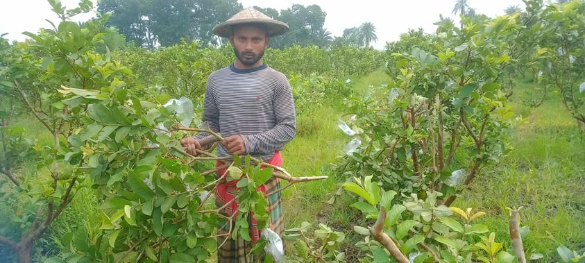 ঝিনাইদহের কোটচাঁদপুর ফুফু-ফুফার বিরুদ্ধে ফলন্ত  পেয়ারা গাছ কাটার  অভিযোগ