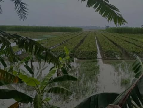 ঝিনাইদহের কোটচাঁদপুর টানা বর্ষণে পানির নিচে অধিকাংশ আবাদি জমি
