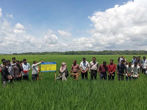 রাঙ্গুনিয়াতে ধান ফসলে রোগ ও পোকা দমনে কার্যকর ‘অতন্দ্র জরিপ’ পদ্ধতি