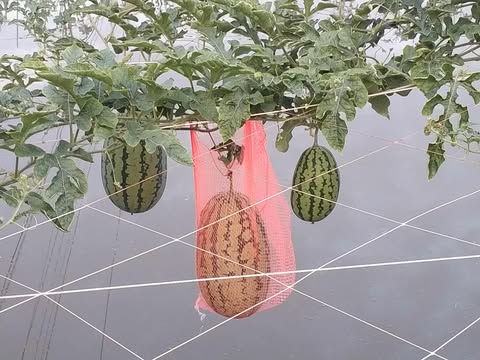 মনিরামপুরে মাছের ঘেরে মাচায় তরমুজ চাষে সাড়া জাগিয়েছে কৃষক আইয়ুব আলী।