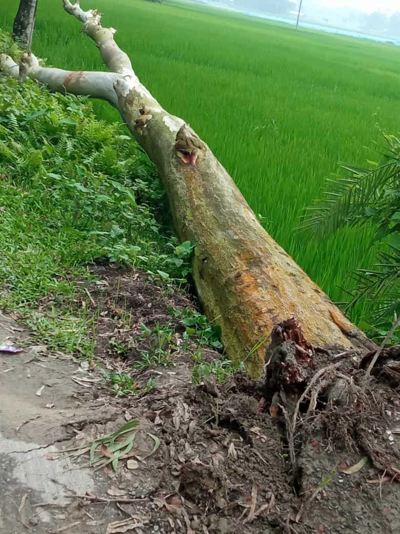 ভূরুঙ্গামারীতে গভীর রাতে সরকারি গাছ কর্তন: প্রভাবশালী মহলের বিরুদ্ধে আত্মসাতের অভিযোগ