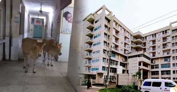 শেরপুর সদর হাসপাতালে গরুর অবাধ বিচরণ, সোশ্যাল মিডিয়ায় সমালোচনা