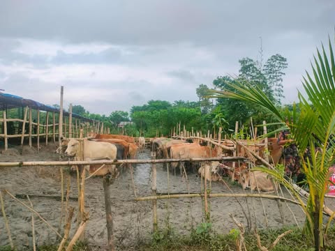 বিজিবি -৪৮ কর্তৃক বিছানা কান্দি বিওপির অভিযানে ভারতীয়  ২৩৭ টি গরু ও ৫৩ টি মহিষ আটক!