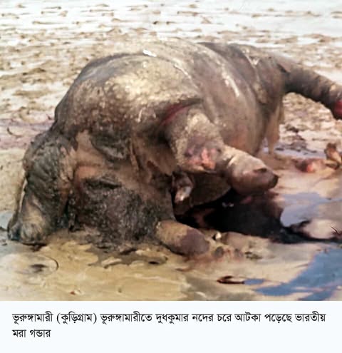 ভূরুঙ্গামারীতে দুধকুমার নদে  ভেসে এলো ভারতীয়  মরা গন্ডার