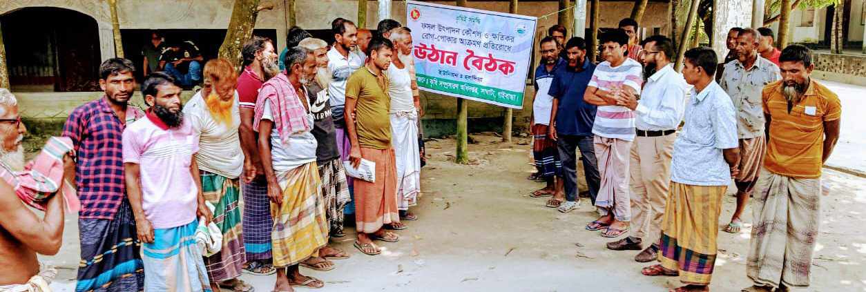 সাঘাটায় আমন ক্ষেতের পোকা দমনে কৃষি অফিসের জনসচেতনতা