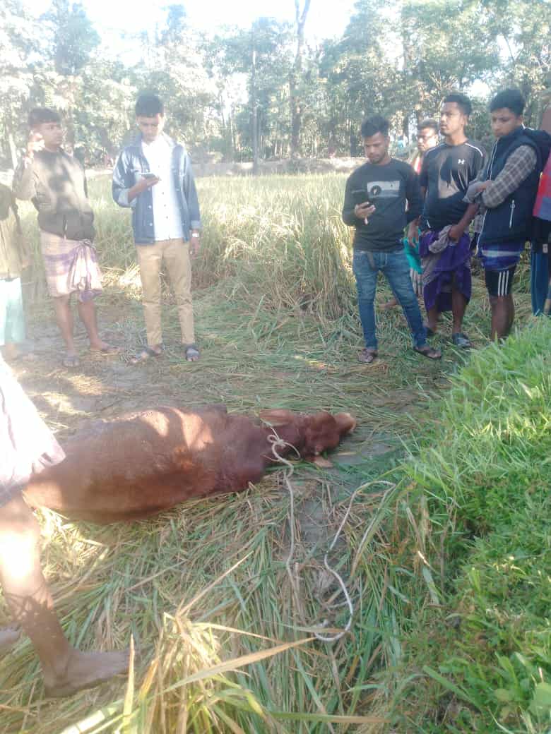গোয়াইনঘাটে গভীর রাতে ঘরের তালা কেটে গরু চুরি