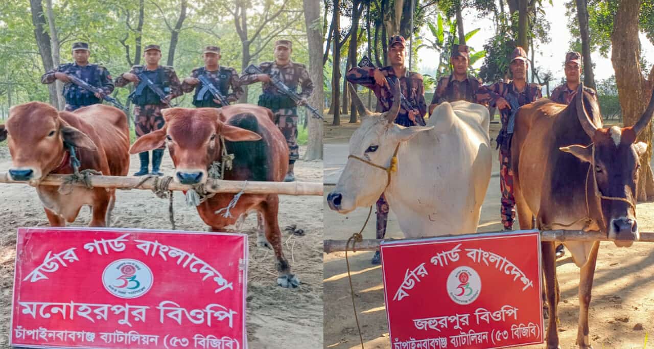 চাঁপাইনবাবগঞ্জে পৃথক পৃথক অভিযানে ৮টি ভারতীয় গরু উদ্ধার করেছে বিজিবি 