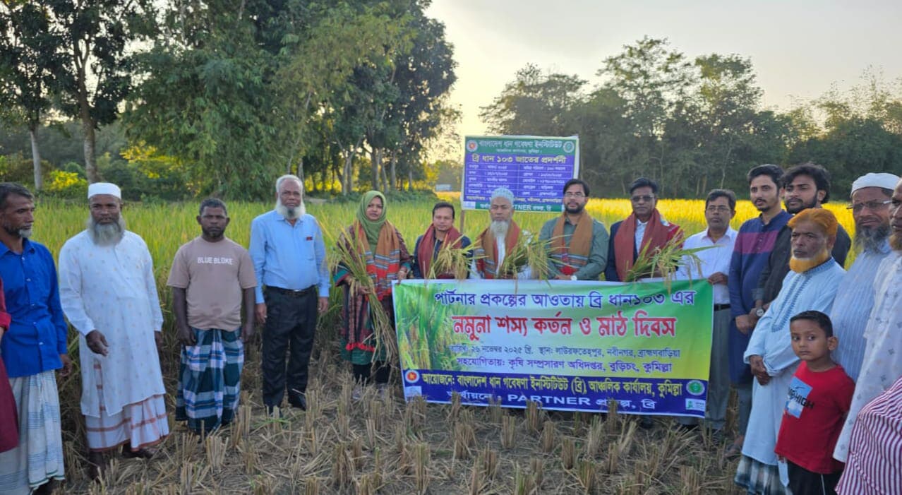 নবীনগরের লাউর ফতেহপুরে ব্রি ধান-১০৩ এর বাম্পার ফলনে কৃষকের মুখে হাসি