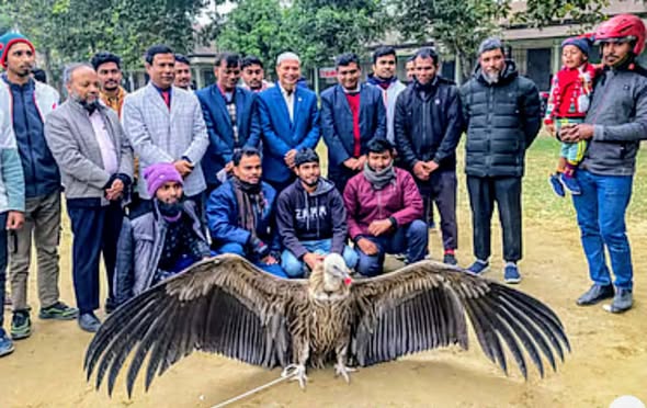 গাইবান্ধায় বিপন্ন ‘হিমালয়ান গৃধিনী’ শকুন উদ্ধার