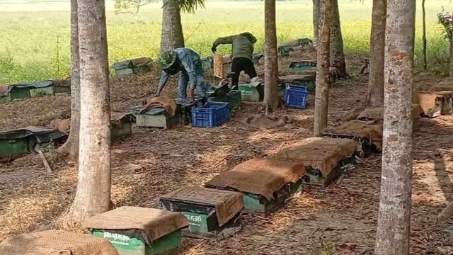 নড়াইলের অতিরিক্ত শীত ও ঘন কুয়াশার কারণে মধুচাষিরা লোকসানের মুখে