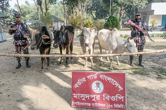 চাঁপাইনবাবগঞ্জ সীমান্তে ভারতীয় ১৬টি গরু জব্দ