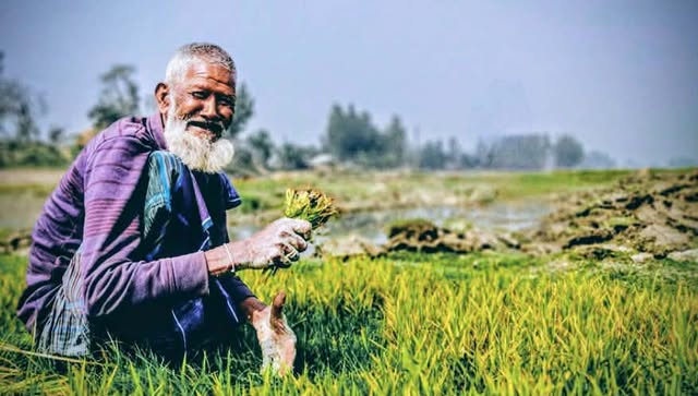 শীতের বিদায় বেলা, গাইবান্ধার মাঠে কৃষকদের ব্যস্ততা