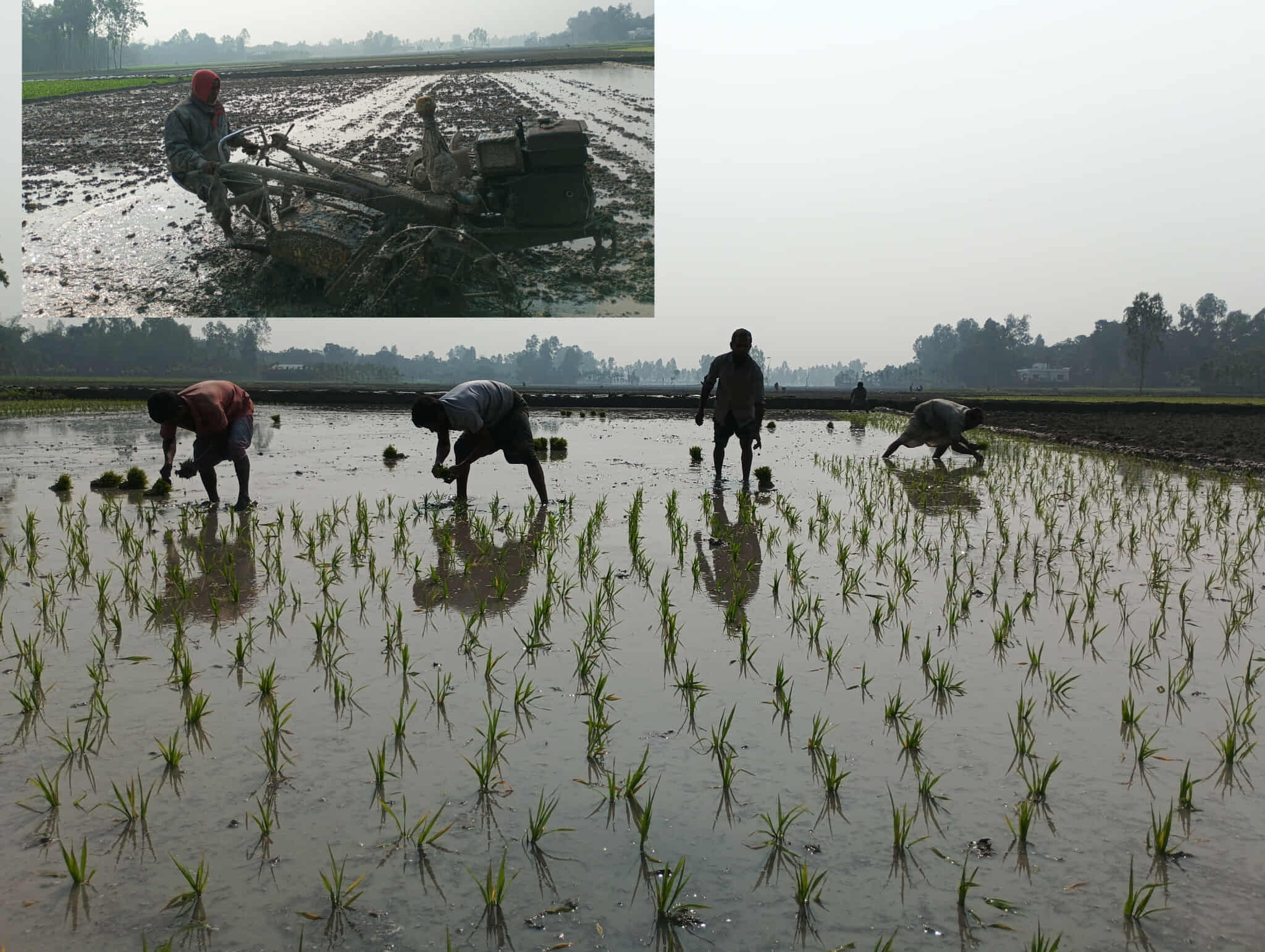 ভূরুঙ্গামারীতে ইরি-বোরো ধান চাষ শুরু,  ভেজাল সার ও কীটনাশক নিয়ে দুশ্চিন্তায় কৃষক 