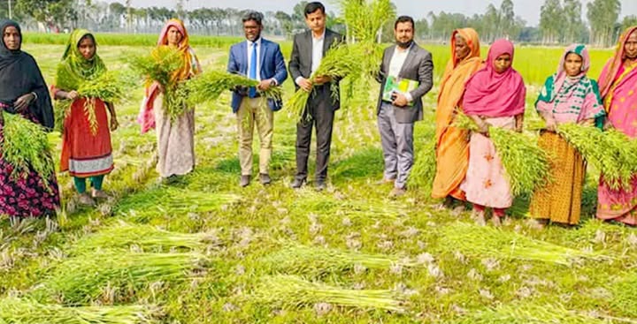 গাইবান্ধায় বিনা চাষে সরিষা আবাদ, কৃষকের পাশে কৃষি কর্মকর্তারা