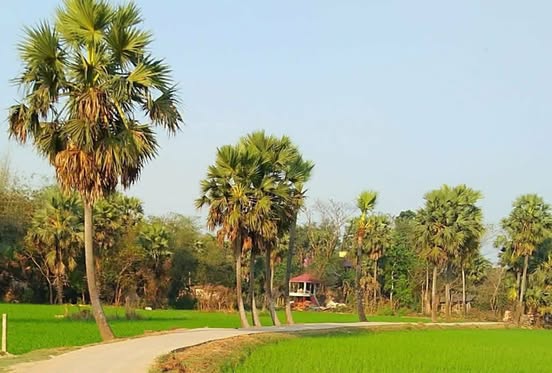 বাংলার সবুজ শ্যামল ভূমি