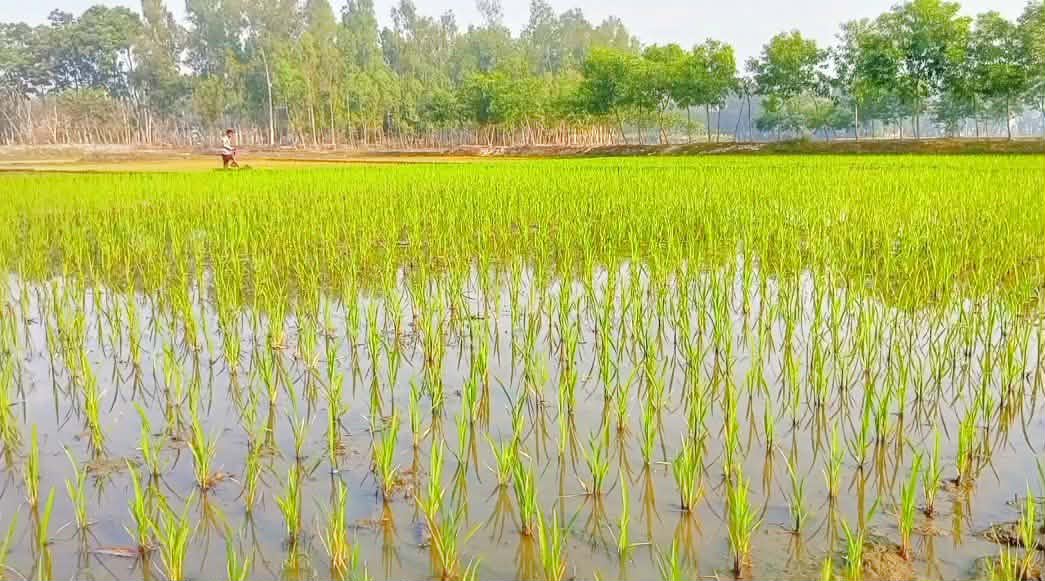 গাইবান্ধা সদরে ২১,৩৯৭ হেক্টর জমিতে ইরিবোরো চাষ, বাম্পার ফলনের আশা কৃষকদের