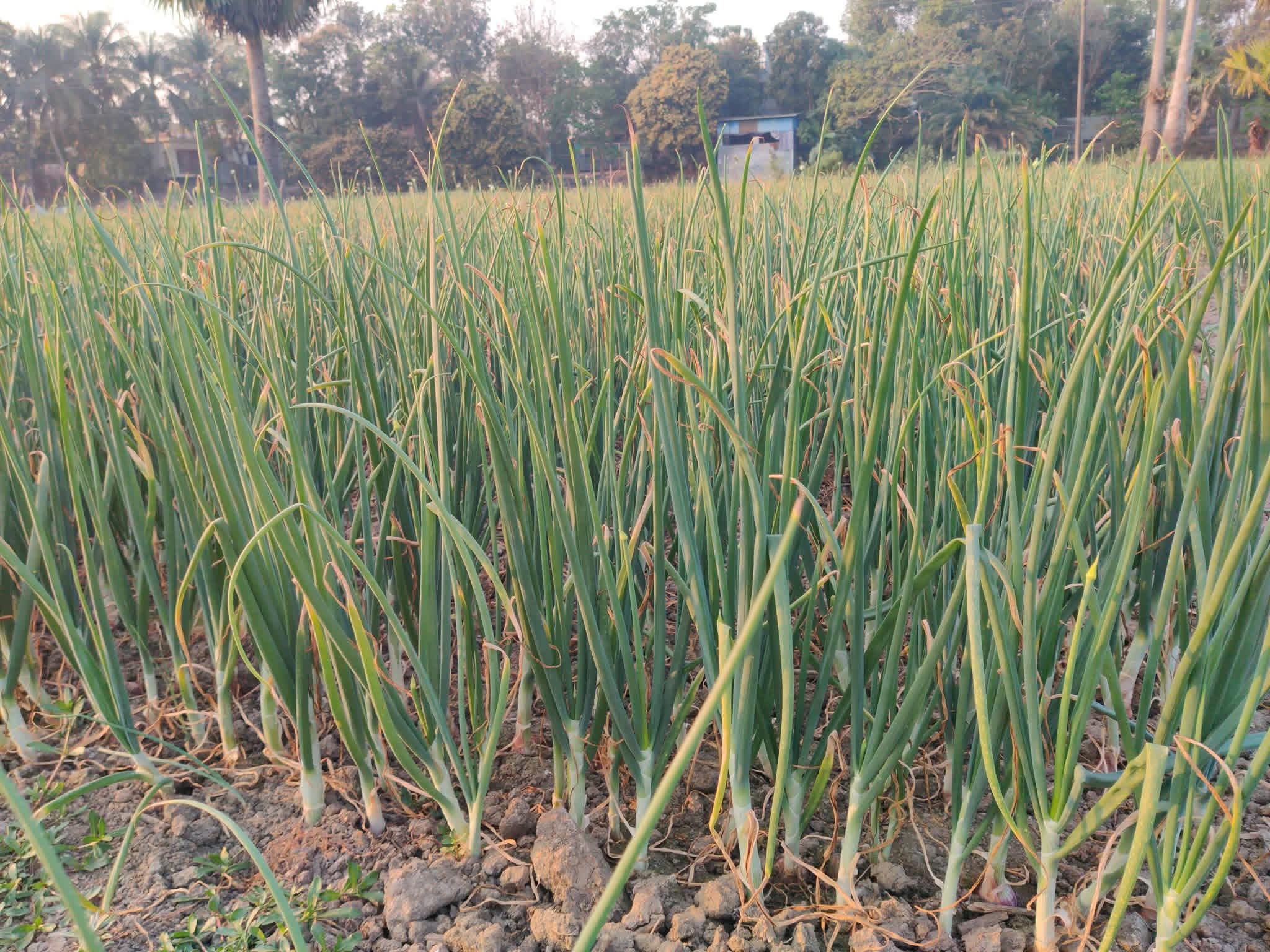 নগরকান্দায় ফসলের মাঠ জুড়ে হালি পেঁয়াজের আবাদ