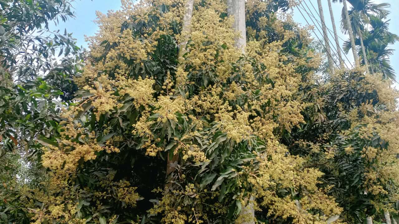 ‎মণিরামপুরে আম্র মুকুলের সুবাসে মাতোয়ারা জনপদ ‎বসন্তের বার্তা, ভালো ফলনের আশায় কৃষক