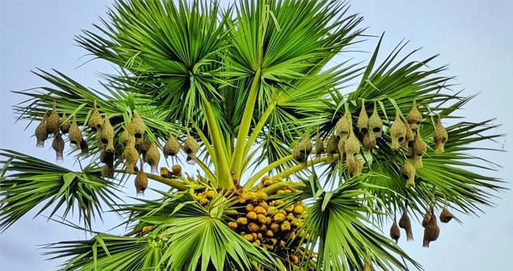 নড়াইলে তাল গাছের স্বল্পতা অস্তিত্বের লড়াইয়ে বাবুই পাখির