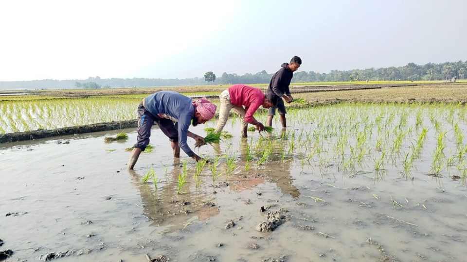 নড়াইলে বেড়েছে বোরো ধানের আবাদ