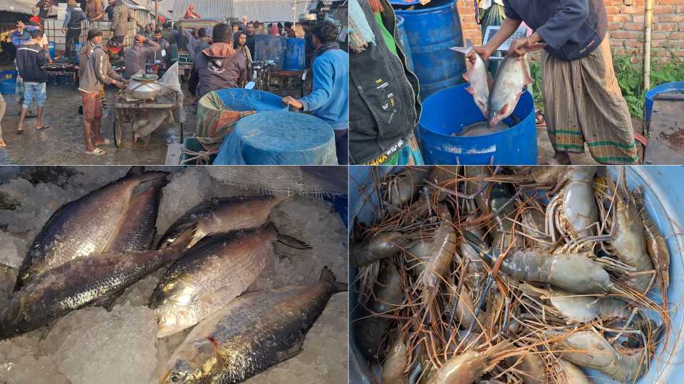 নড়াইলে মাছের বাজার দাম ঊর্ধ্বমুখী