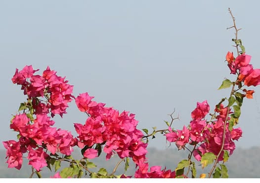পলাশ ফুটেছে, শিমুল ফুটেছে এসেছে দারুণ মাস