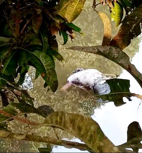 নবীনগরে পুকুরে ভাসমান মরদেহ উদ্ধার, এলাকায় চাঞ্চল্য