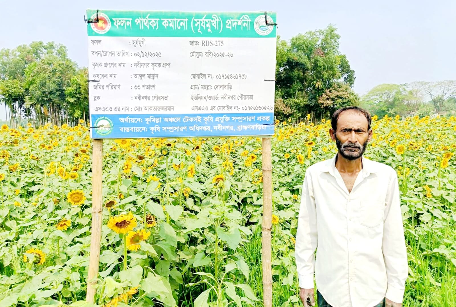 নবীনগরে সূর্যমুখীর চাষে কৃষিতে সম্ভাবনার নতুন দিগন্ত 