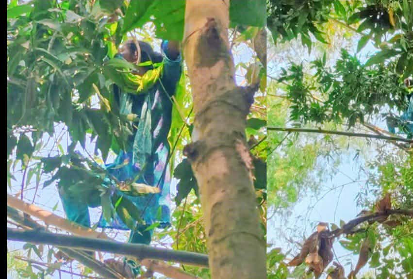 গাইবান্ধায় ঝগড়া করে গাছের মগডালে নারী, অতঃপর