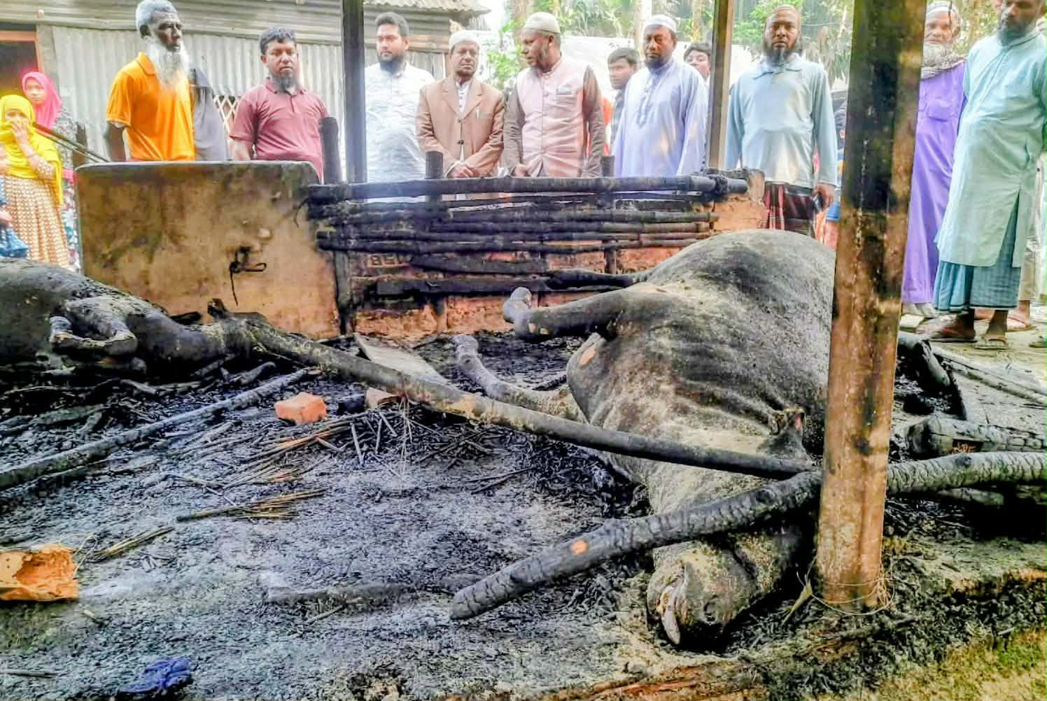 গাইবান্ধায় অগ্নিকাণ্ডে দুই গরুর মৃত্যু, ৪ লক্ষাধিক টাকার ক্ষতি