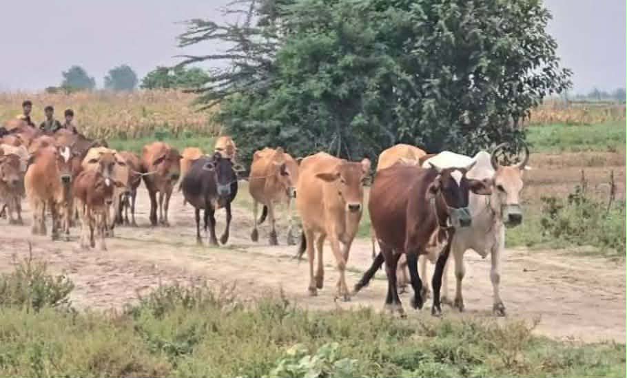 গবাদিপশু পালন, বদলে যাচ্ছে গাইবান্ধার চরাঞ্চলের জীবন ও অর্থনীতি