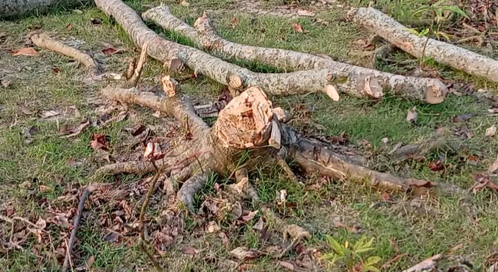 আদালতের নিষেধাজ্ঞা অমান্য করে জায়গা দখল ও গাছকাটার অভিযোগ