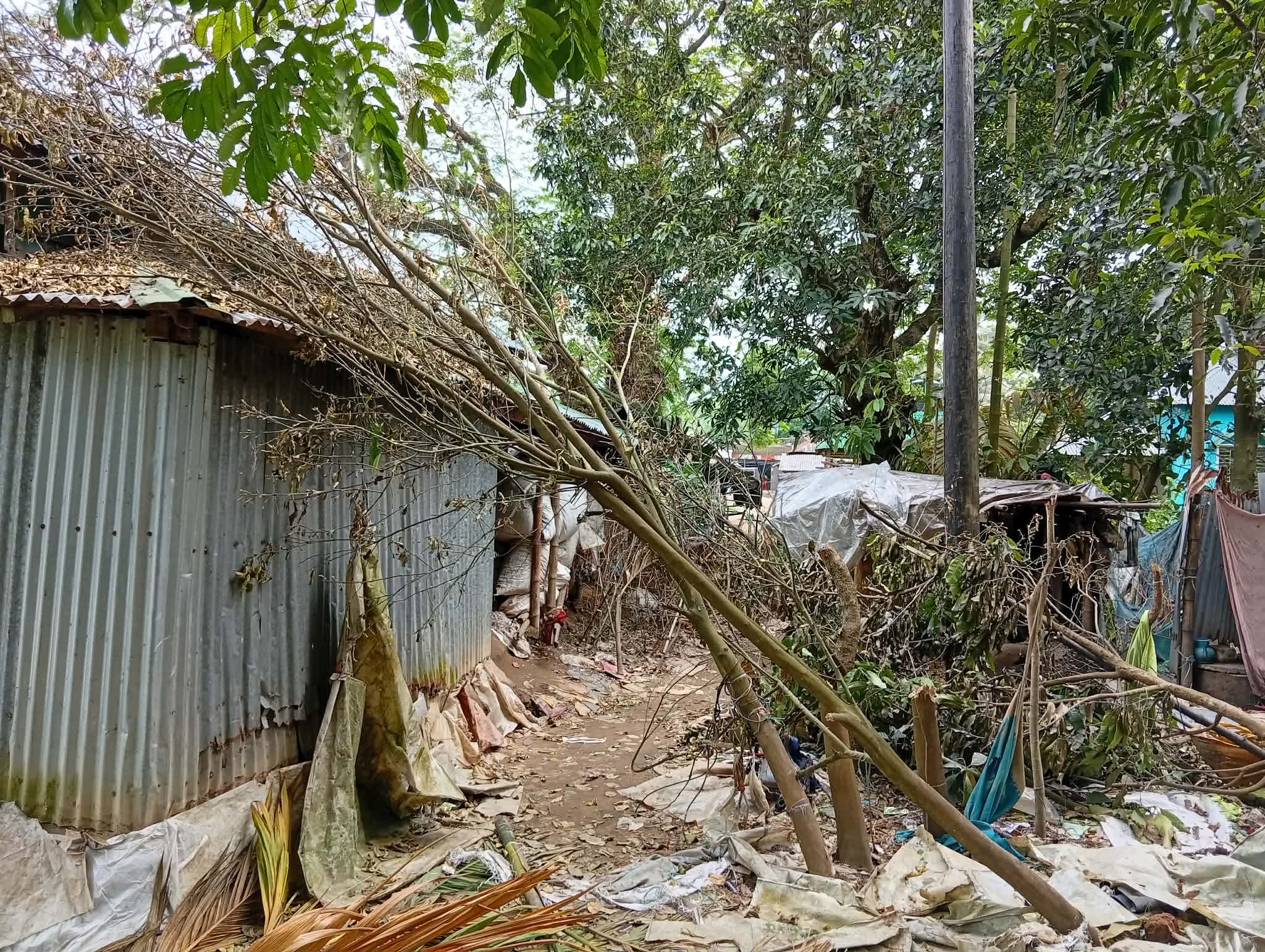 বিরিশিরিতে বৃদ্ধাকে মারপিট ও ফলজ-বনজ ৩ শতাধিক গাছ কেটে ফেলার অভিযোগ